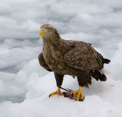 White-Tailed Sea Eagle