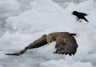 White-Tailed Sea Eagle