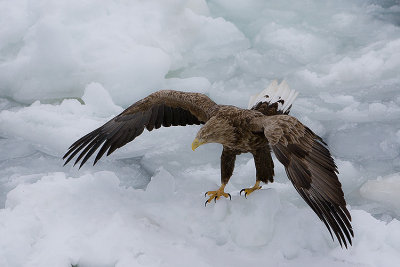 White-Tailed Sea Eagle