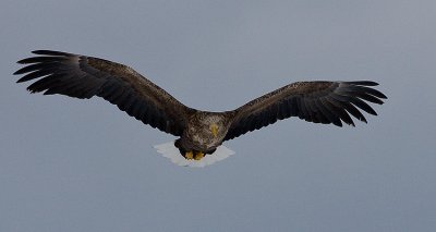 White-Tailed Sea Eagle