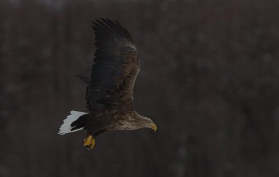 White-Tailed Sea Eagle