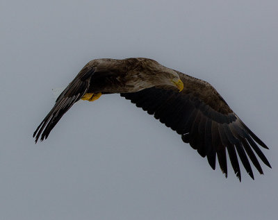 White-Tailed Sea Eagle