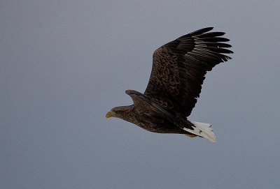 White-Tailed Sea Eagle