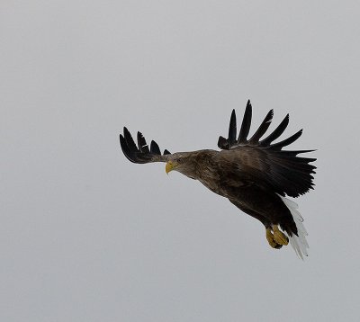 White-Tailed Sea Eagle