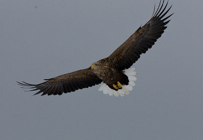 White-Tailed Sea Eagles