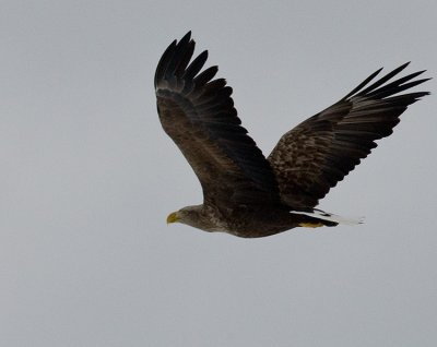 White-Tailed Sea Eagle