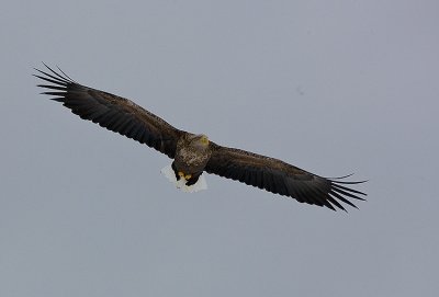 White-Tailed Sea Eagle