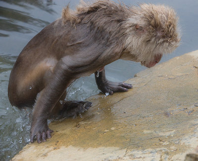 Snow Monkey getting out of water