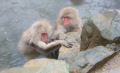 Snow Monkeys