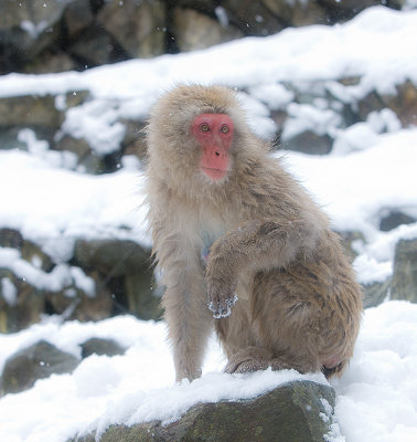 Snow Monkey