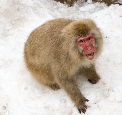 Snow Monkey