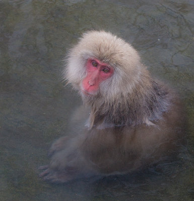 Snow Monkey in the water