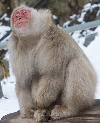 Snow Monkey