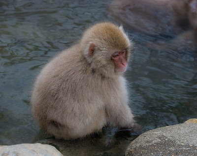 Snow Monkey baby