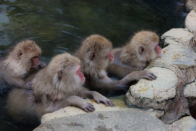 Snow Monkeys