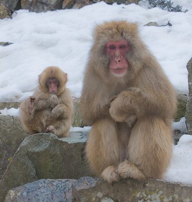 Young and old Snow Monkeys
