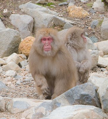 Snow Monkeys