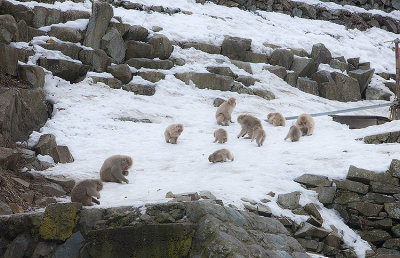 Snow Monkeys