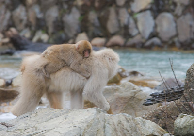 Taking a ride on moms back