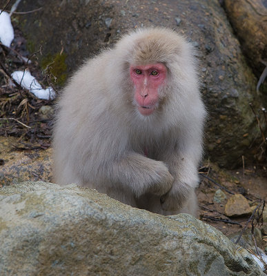 Snow Monkey