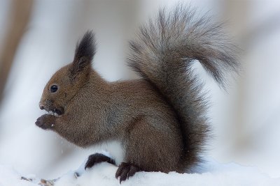 Japanese Red Squirrel