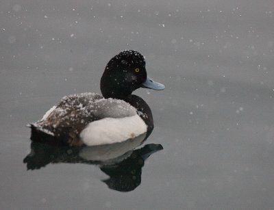 Tufted Duck,male