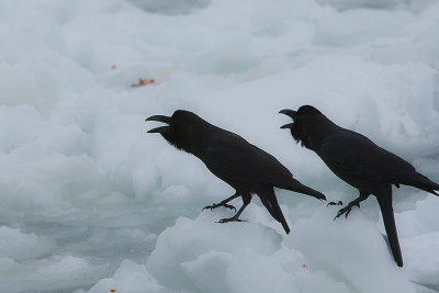 Large-billed Crows