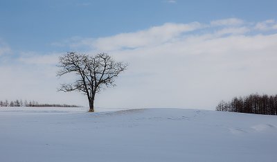 Tree on Hokkaido