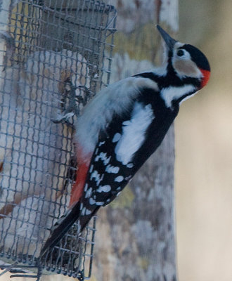 Great Spotted Woodpecker