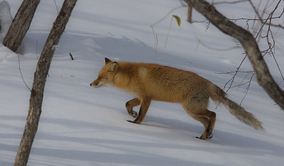 Japanese Red Fox