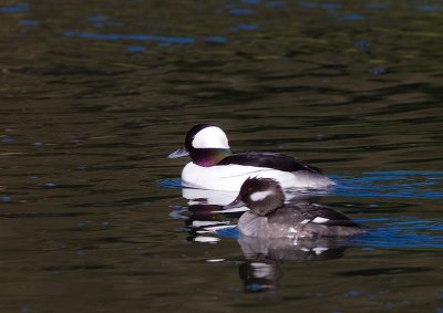 Bufflehead,male and female pair