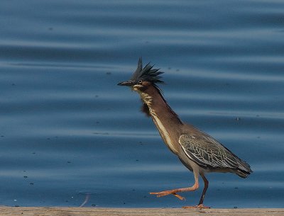 Green Heron,looking like a roadrunner