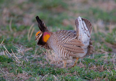 Greater Prairie Chicken displaying