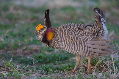 Greater Prairie Chicken displaying with talk