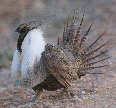 Greater Sage Grouse