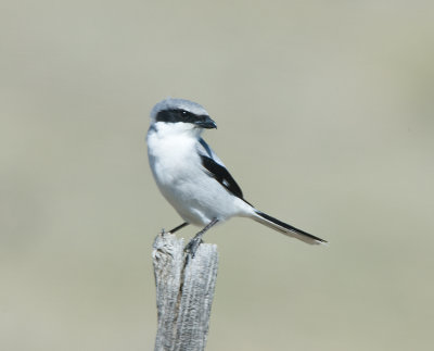 Loggerhead Shrike