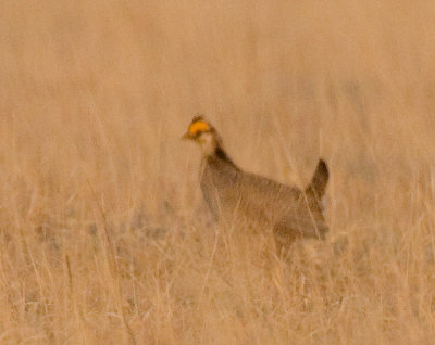Lesser Prairie Chicken