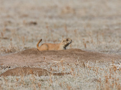 Prairie Dog relaxing