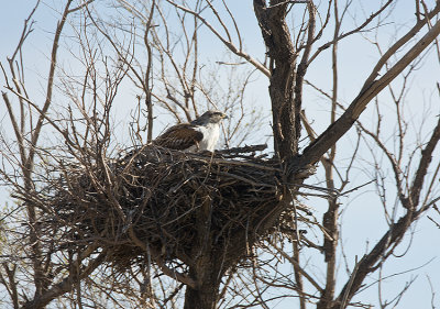 Ferruginous Hawk on the nest