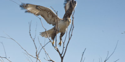 Ferruginous Hawk Takes flight