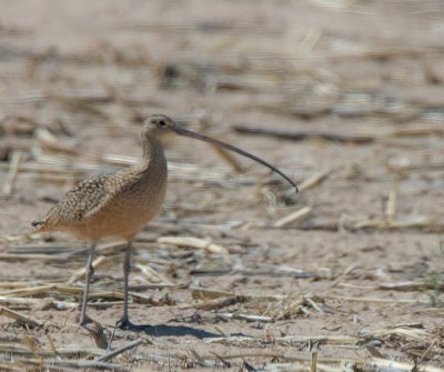 Long-billed Curlew