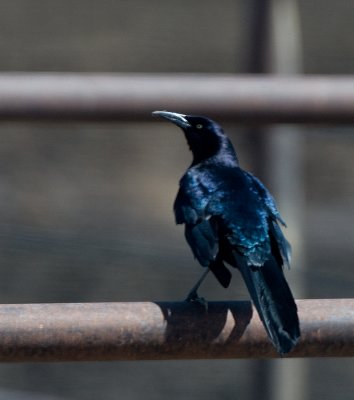 Great-tailed Grackle