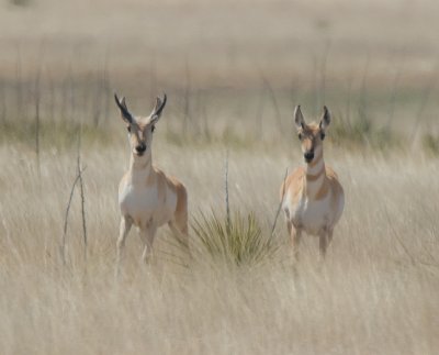 Pronghorned Antelope