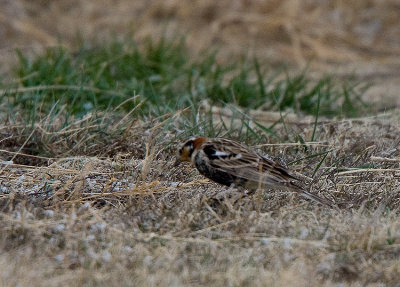 Chestnut-collared Longspur