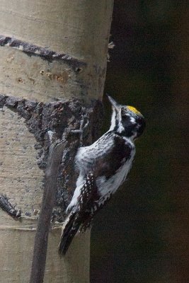 Three-Toed Woodpecker