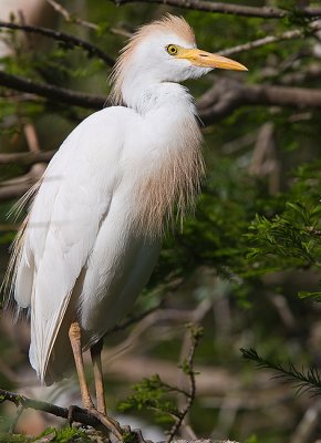Cattle Egret in full breeding plumage