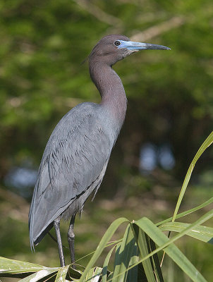 Little Blue Heron