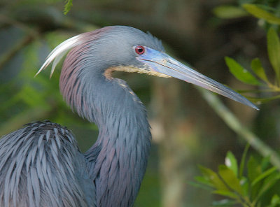 Tricolored Heron