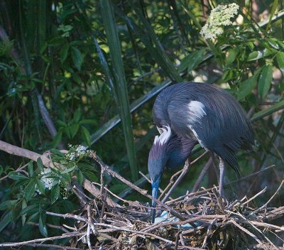 Tricolored Heron turns eggs