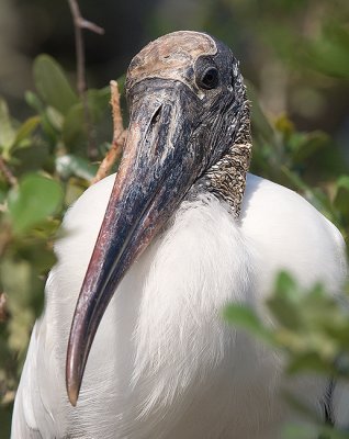 Storks and Hamerkops